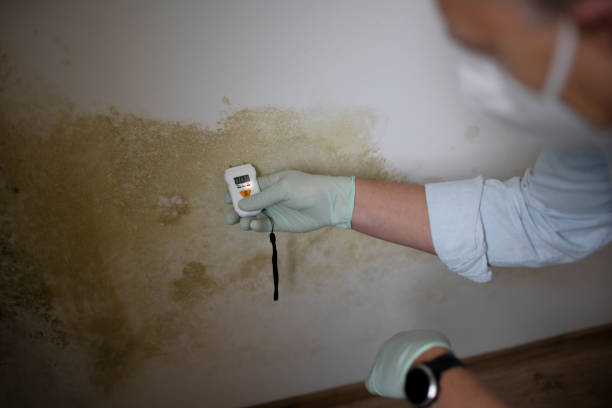 Best Mold Removal Near Me  in Quincy, MA