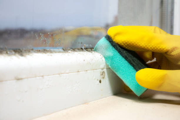 Best Professional Mold Removal  in Quincy, MA