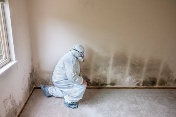 Best Local Mold Removal Service  in Quincy, MA