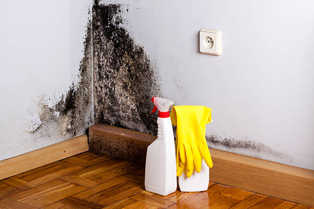 Quincy, MA Mold Removal Company