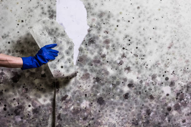 Mold Removal Process in Quincy, MA