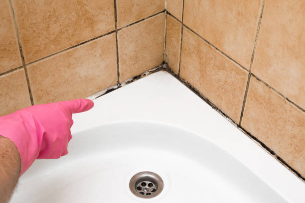 Best Emergency Mold Removal  in Quincy, MA