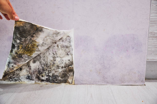 Best Fast Mold Removal  in Quincy, MA